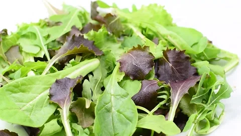 Mixed salad with lettuce, red lettuce, rocket, romaine lettuce, baby spinach, on Stock Footage 342188756