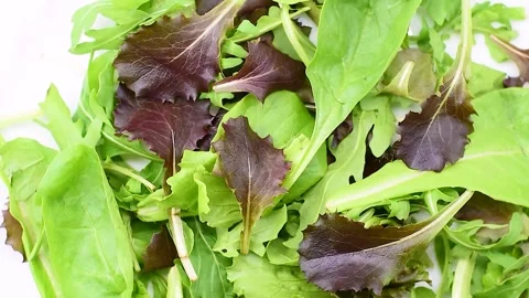 Mixed salad with lettuce, red lettuce, rocket, romaine lettuce, baby spinach, on Stock Footage 342190017