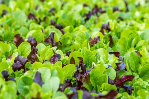 Mixed Salad Foto stock