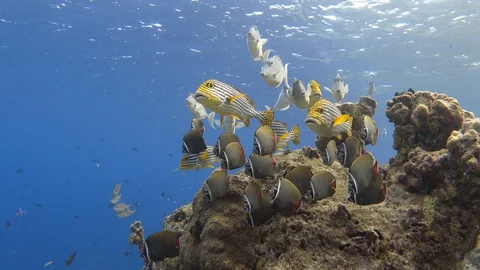 Mixed school of different fishes on the bleached coral reef. Maldives, 4K Stock Footage 128927956