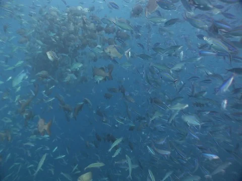 Mixed school Stock Footage 98709115