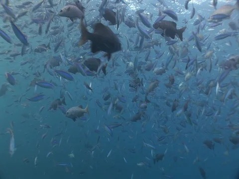 Mixed school Stock Footage 98709130