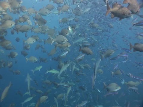 Mixed school Stock Footage 98709182