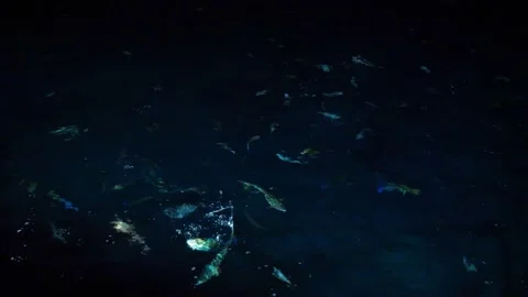 Mixed school of rainbow runner and other fishes feeding on sea surface at night Stock Footage 232422875