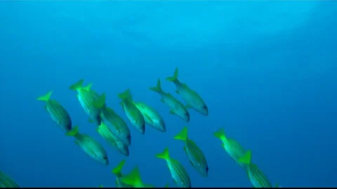 Mixed School of Snappers dive down toward the reef in Sodwana Bay Stock Footage 79904450