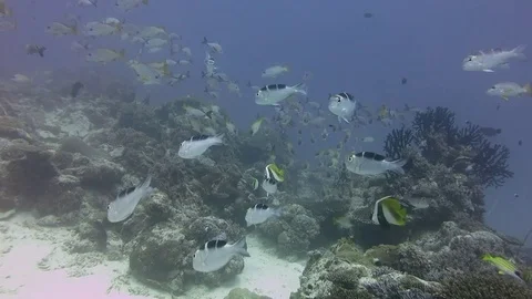 Mixed school of tropical reeffish by mingle over reef slope, Mozambique Stock Footage 80756313
