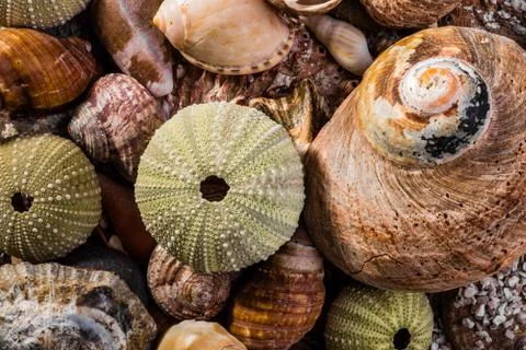 Mixed Sea Shells Stock Photos