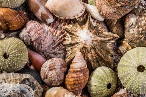 Mixed Sea Shells Together Stock Photos