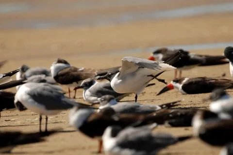 Mixed Seabirds Stock Photos