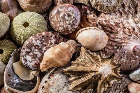 Mixed Seahells together Stock Photos
