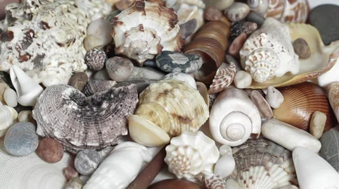 Mixed Seashells turning close up Stock Footage 33732038