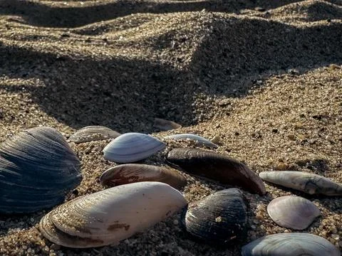 Mixed seashells in white brown gray and cream shades lie scattered on sunli.. Foto stock