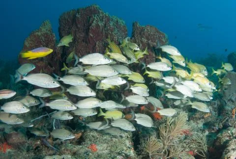 A mixed shool of grunts Stock Photos