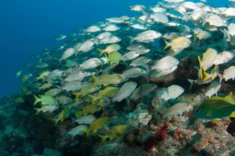 A mixed shool of grunts Fotos de archivo