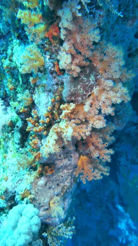 Mixed soft corals in red and orange cover reef wall Video stock 325719342