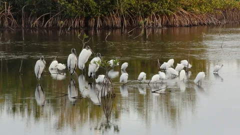 Mixed species of birds, Red Mangrove Swa... | Stock Video | Pond5