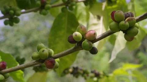 Mixed-stage Arabica coffee cherries (Coffea arabica) growing along a branch.. Stock Footage 346359314