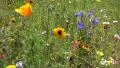 Mixed summerflowers with poppies and cornflowers moving in the wind HD Footage