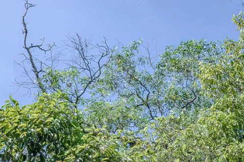 Mixed Tree Canopy with Dry Branches Under a Bright Blue Sky Stock Photos