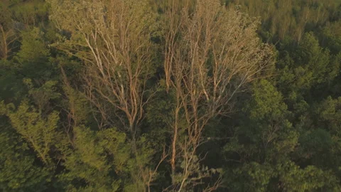 Mixed tree forest sunset aerial Stock Footage 130611383