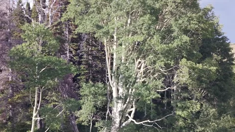 Mixed Tree Forest Under Cloudy Sky in Uinta Mountains Utah Stock Footage 339494653