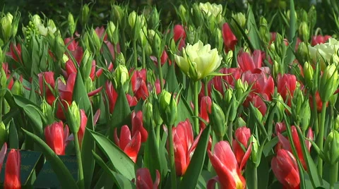 Mixed tulips Stock Footage 4932304