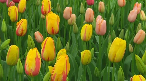 Mixed tulips Stock Footage 4963884
