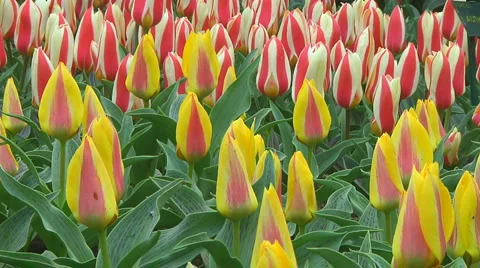 Mixed tulips Stock Footage 4964660