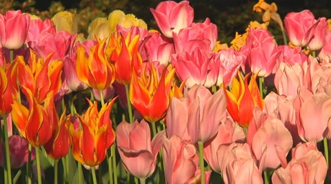 Mixed tulips Stock Footage 4984614