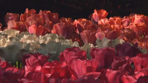 Mixed tulips Stock Footage 4992382