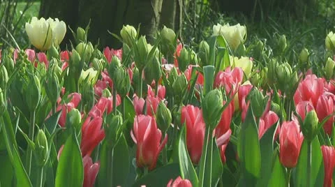 Mixed tulips Stock Footage 10740319