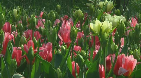 Mixed tulips Stock Footage 10740337