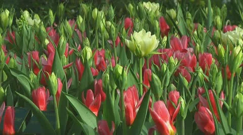 Mixed tulips Stock Footage 10740341