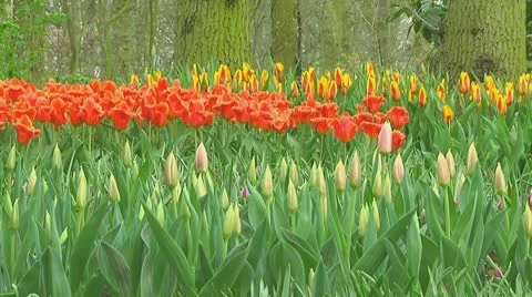 Mixed tulips Stock Footage 10740445
