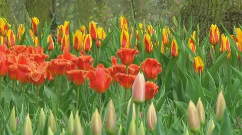 Mixed tulips Stock Footage 10740484
