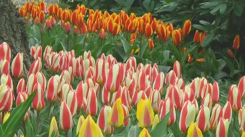 Mixed tulips Stock Footage 10740509