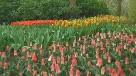 Mixed tulips Stock Footage 10740520