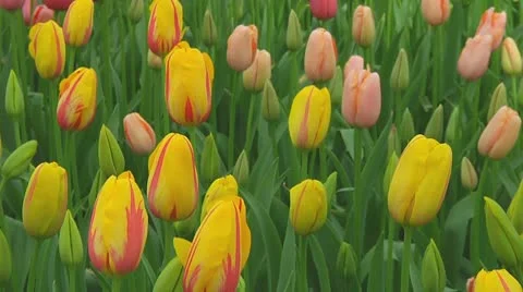 Mixed tulips Stock Footage 10740542