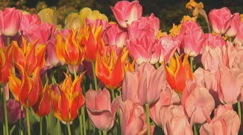 Mixed tulips Stock Footage 10741789