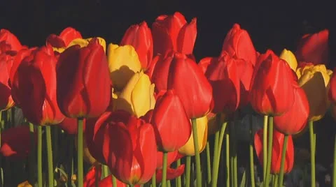 Mixed tulips Stock Footage 10741798