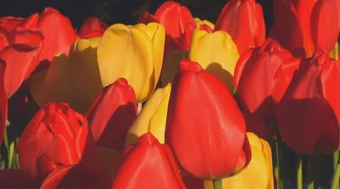 Mixed tulips Stock Footage 10741804