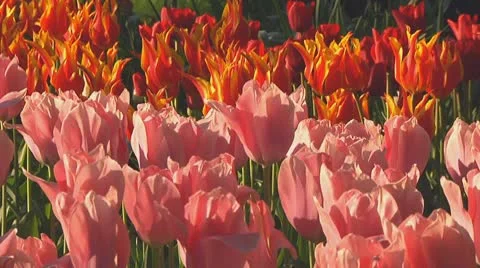 Mixed tulips Stock Footage 10741807
