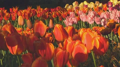 Mixed tulips Stock Footage 10741819