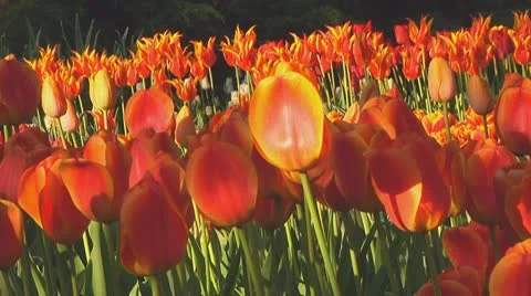 Mixed tulips Stock Footage 10741833