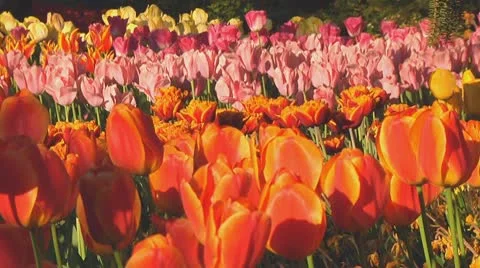 Mixed tulips Stock Footage 10741844