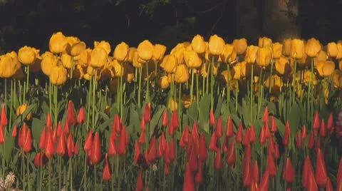 Mixed tulips Stock Footage 10741902