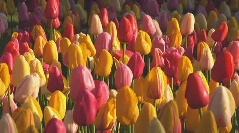 Mixed tulips Stock Footage 10741945