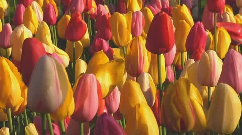 Mixed tulips Stock Footage 10741959