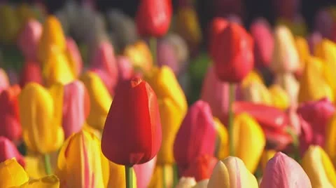 Mixed tulips Stock Footage 10741966