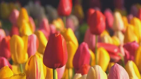Mixed tulips Stock Footage 10741977
